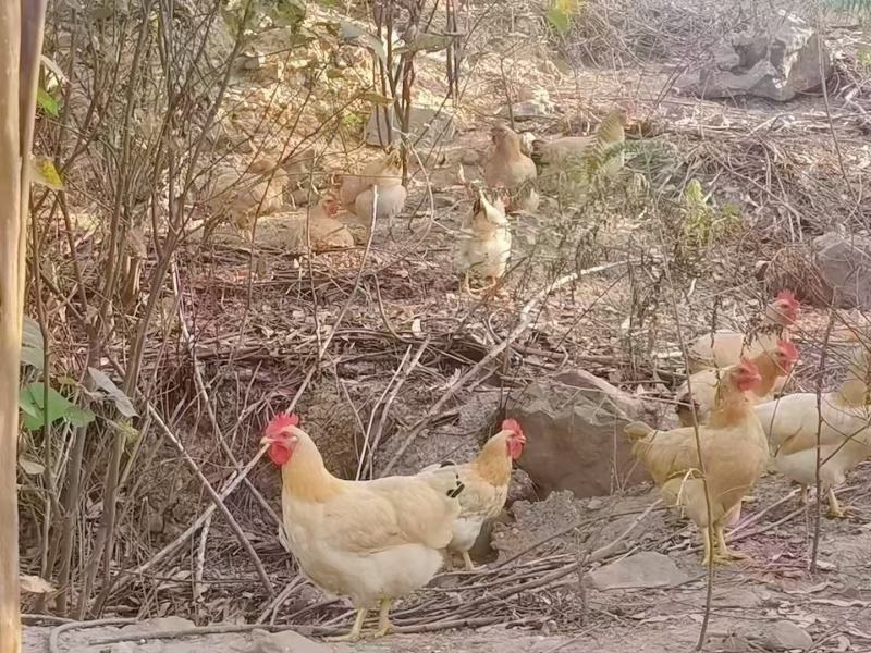 126天祝氏三黄🐔4.1斤，老水漂亮