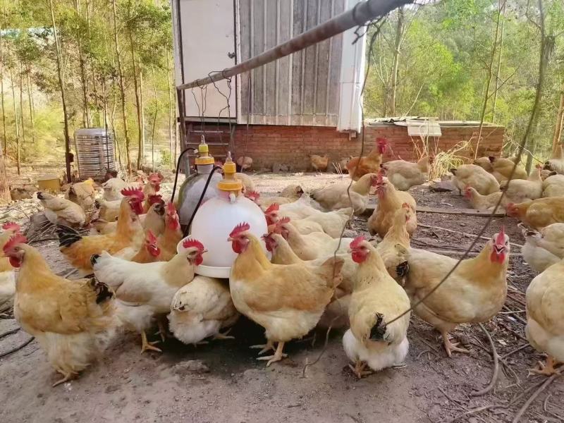 126天祝氏三黄🐔4.1斤，老水漂亮