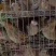 老‮鹑鹌‬鸟3-4两一只，南宁，长‮有期‬货，支‮发持‬货，