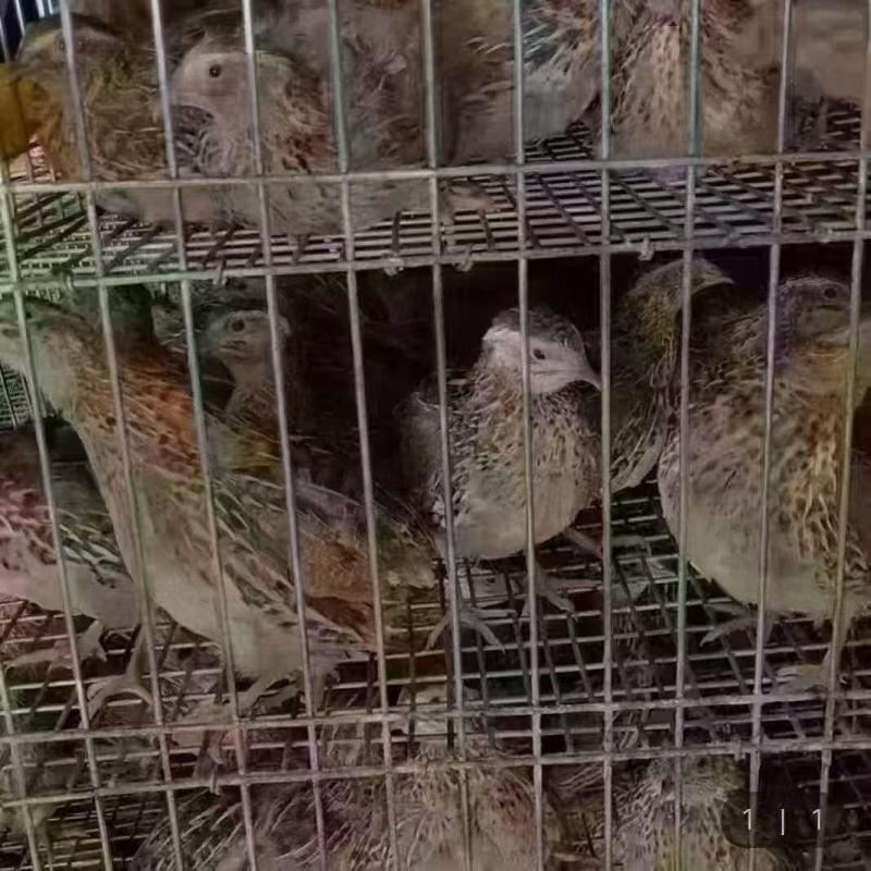老‮鹑鹌‬鸟3-4两一只，南宁，长‮有期‬货，支‮发持‬货，