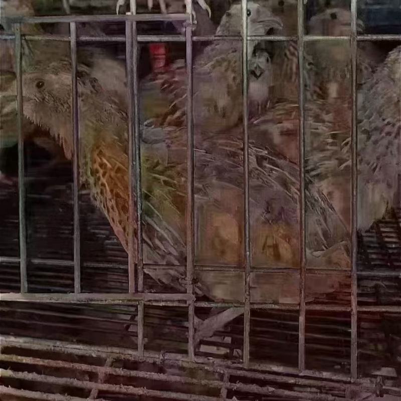老‮鹑鹌‬鸟3-4两一只，南宁，长‮有期‬货，支‮发持‬货，