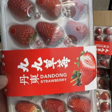 丹东九九草莓批发，