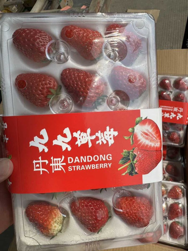 丹东九九草莓批发，