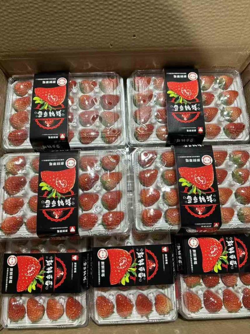 丹东九九草莓批发，