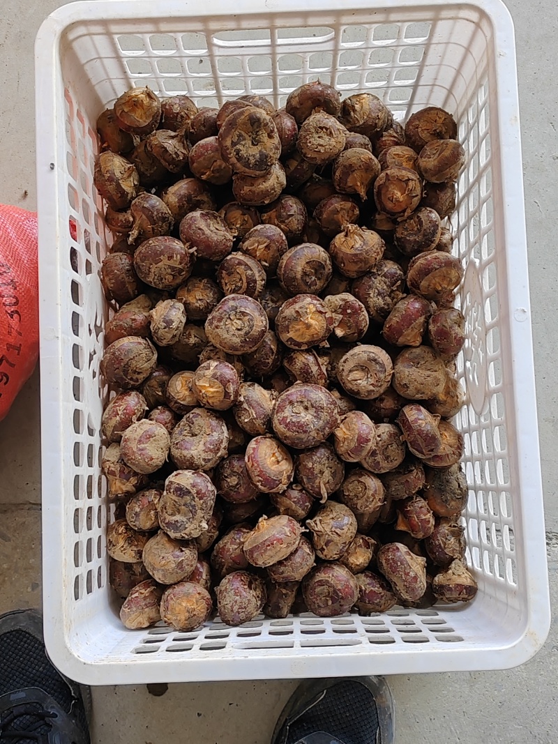 湖北马蹄