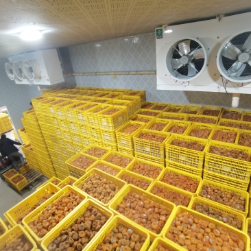 大量柿饼有货