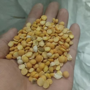 碎黄豆