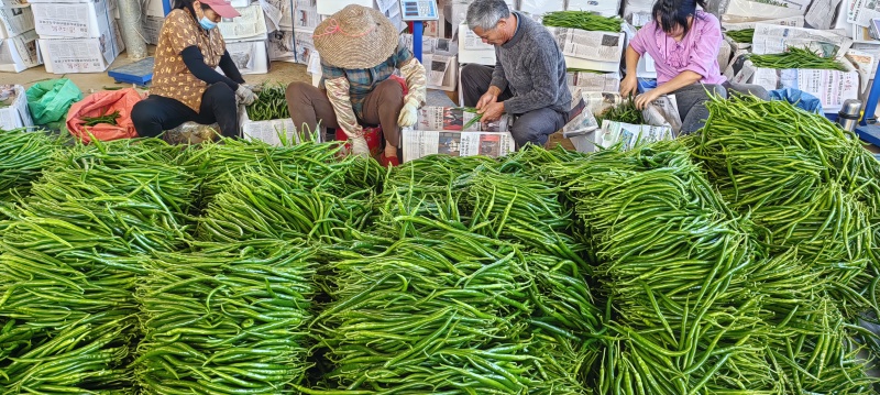 三号线椒，新苗大量上市供应，全国代收代办。