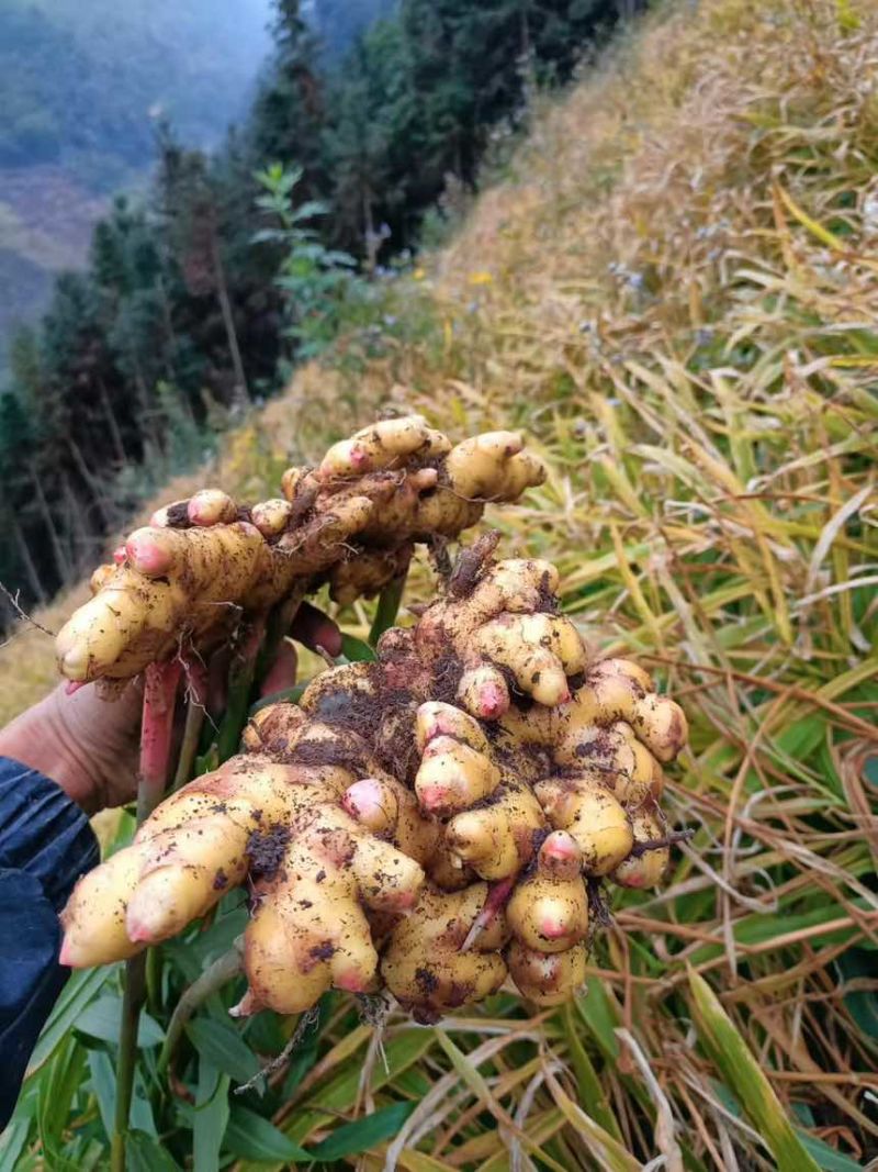 云南山地小黄姜、地里直接挖没库存