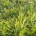 云南山地小黄姜、地里直接挖没库存