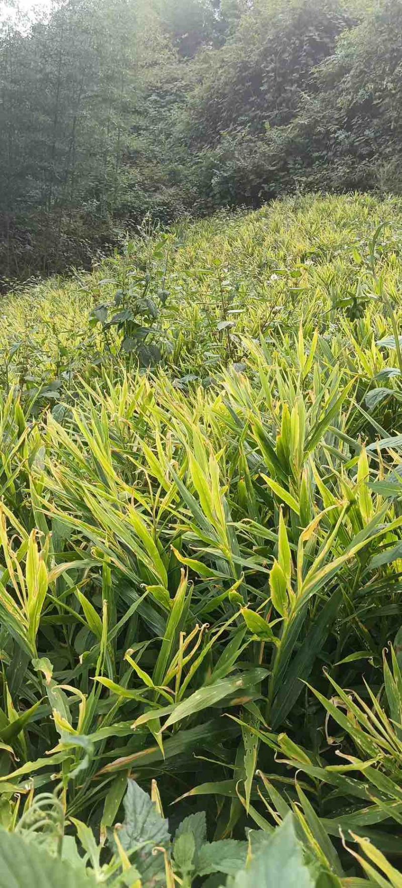 云南山地小黄姜、地里直接挖没库存