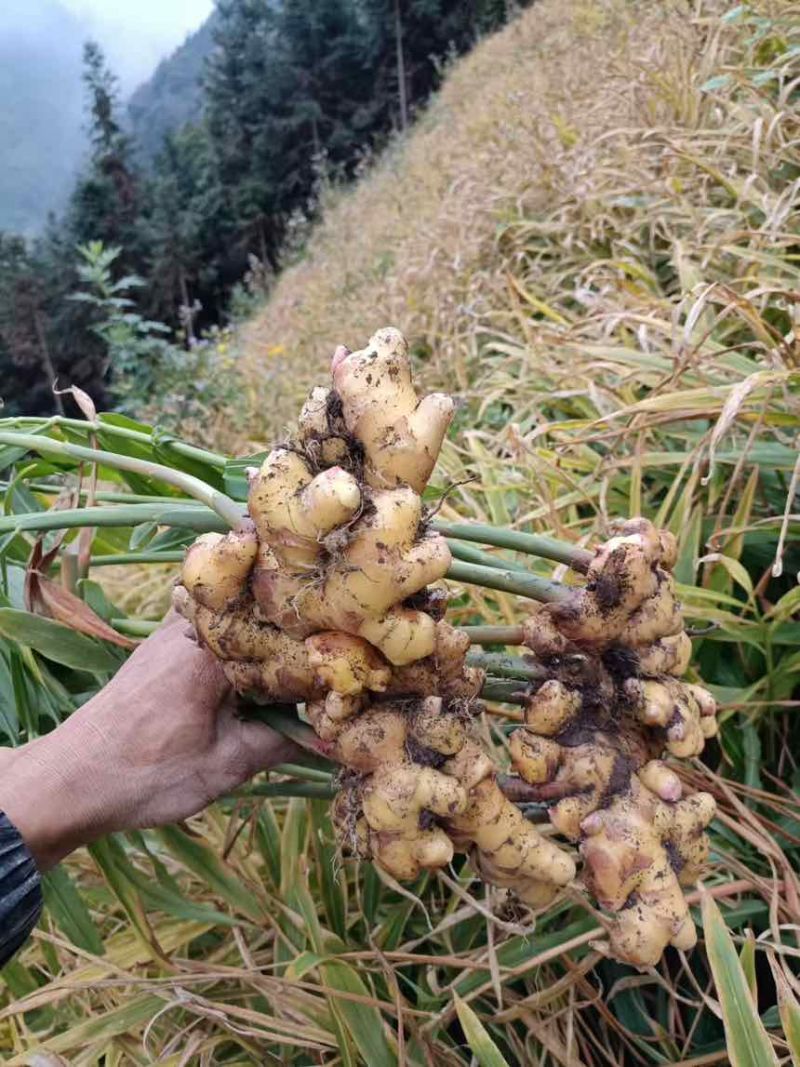 云南山地小黄姜、地里直接挖没库存
