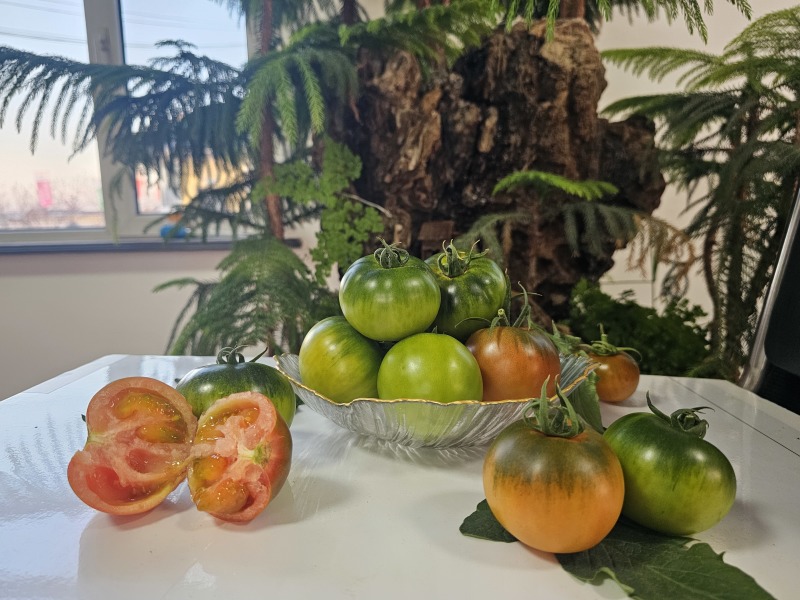 盘锦碱地柿子