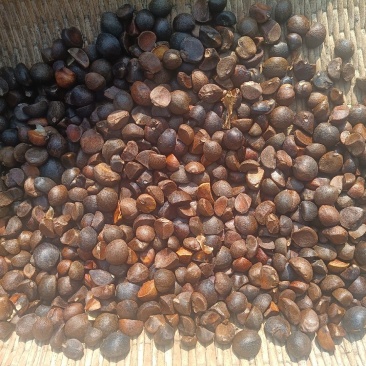 油茶茶籽