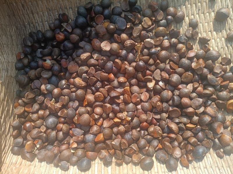 油茶茶籽