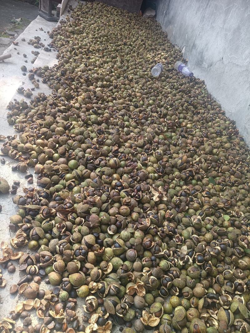 油茶茶籽