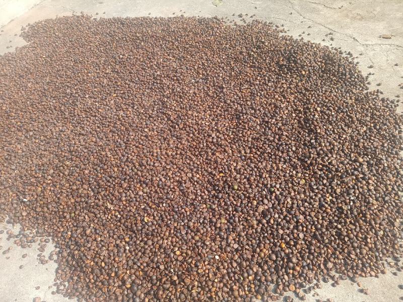 油茶茶籽