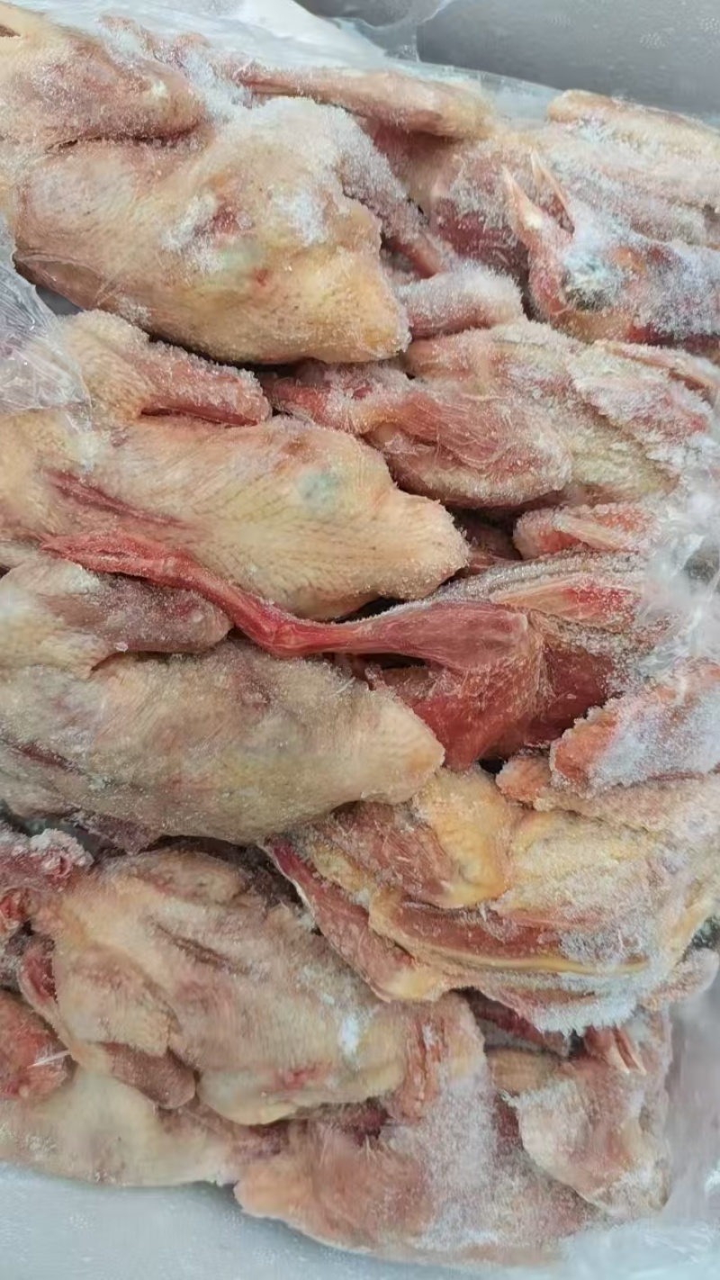鸽子大量有货