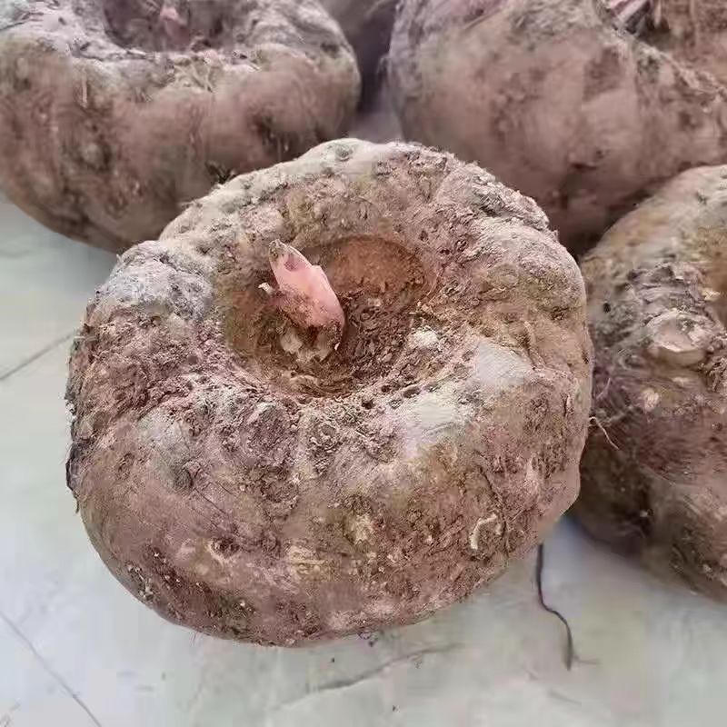 魔芋
