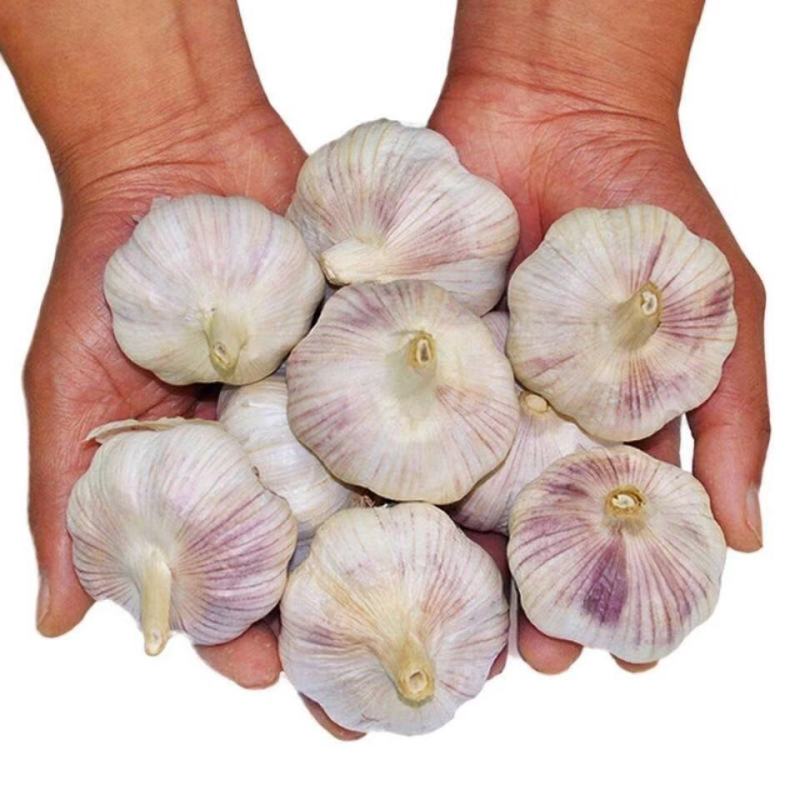 大蒜