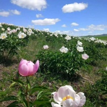 赤芍大货专营现货统货选货净条品种齐全