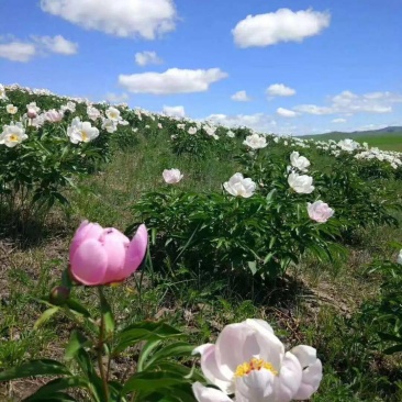 赤芍大货专营现货统货选货净条品种齐全