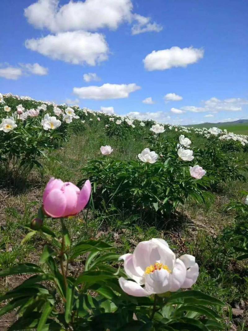 赤芍大货专营现货统货选货净条品种齐全
