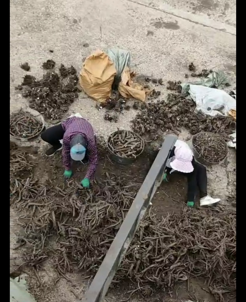 赤芍大货专营现货统货选货净条品种齐全
