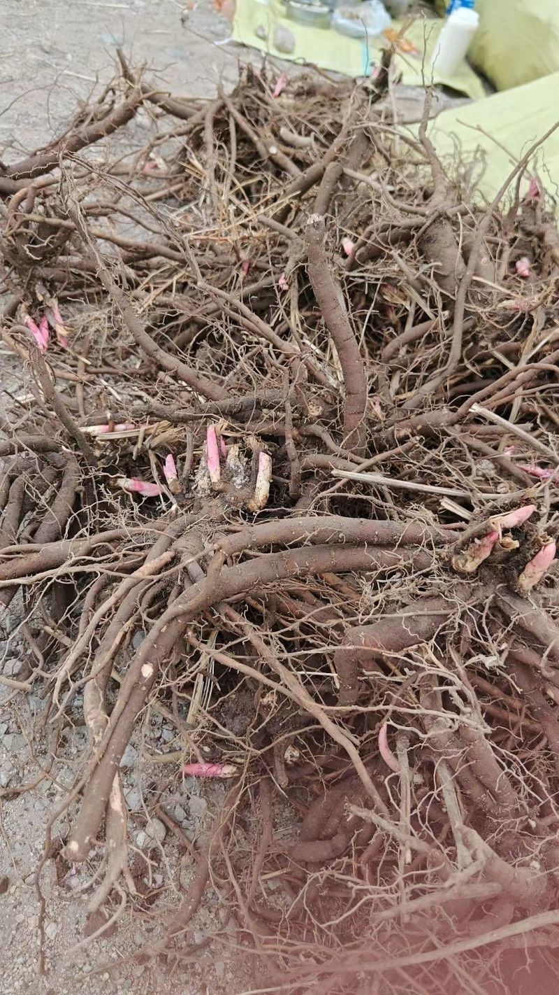 赤芍大货专营现货统货选货净条品种齐全
