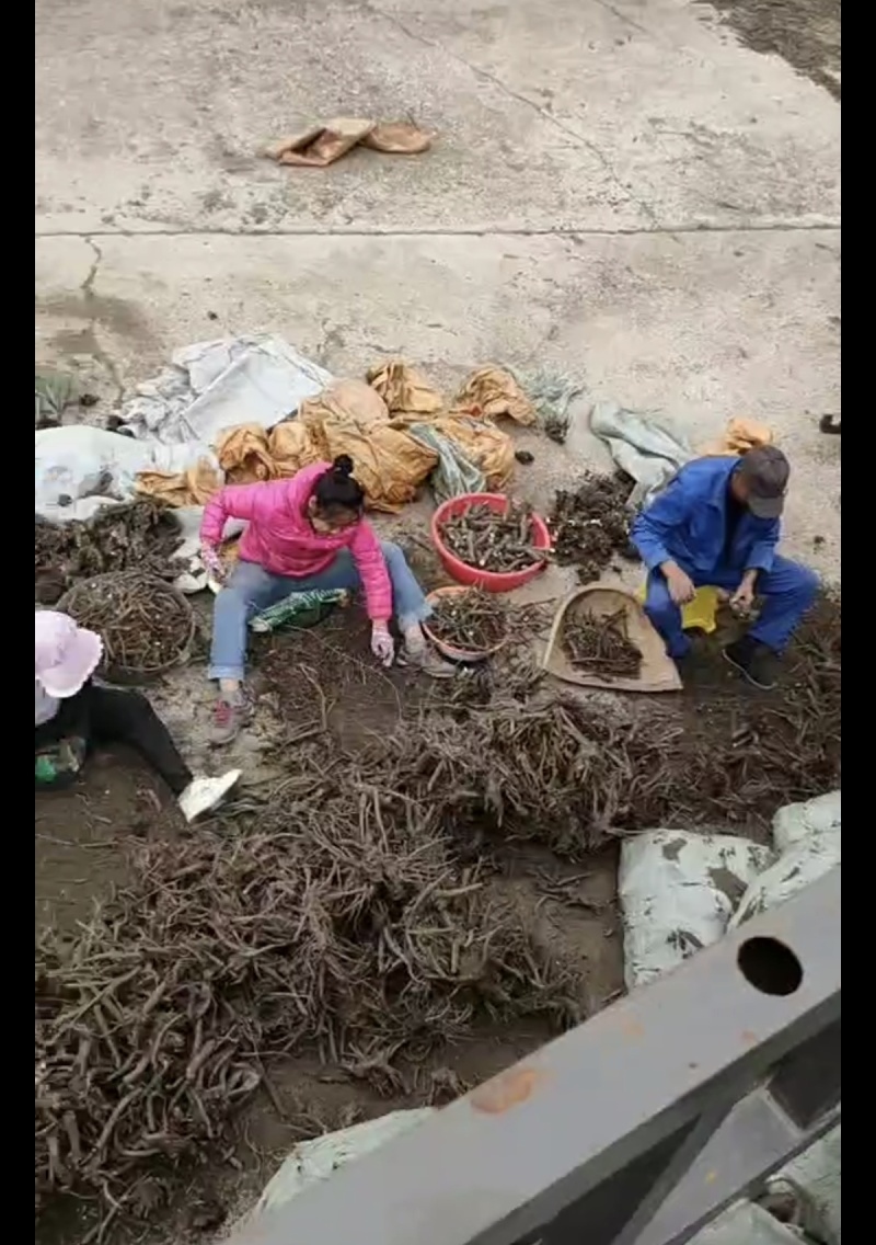 赤芍大货专营现货统货选货净条品种齐全