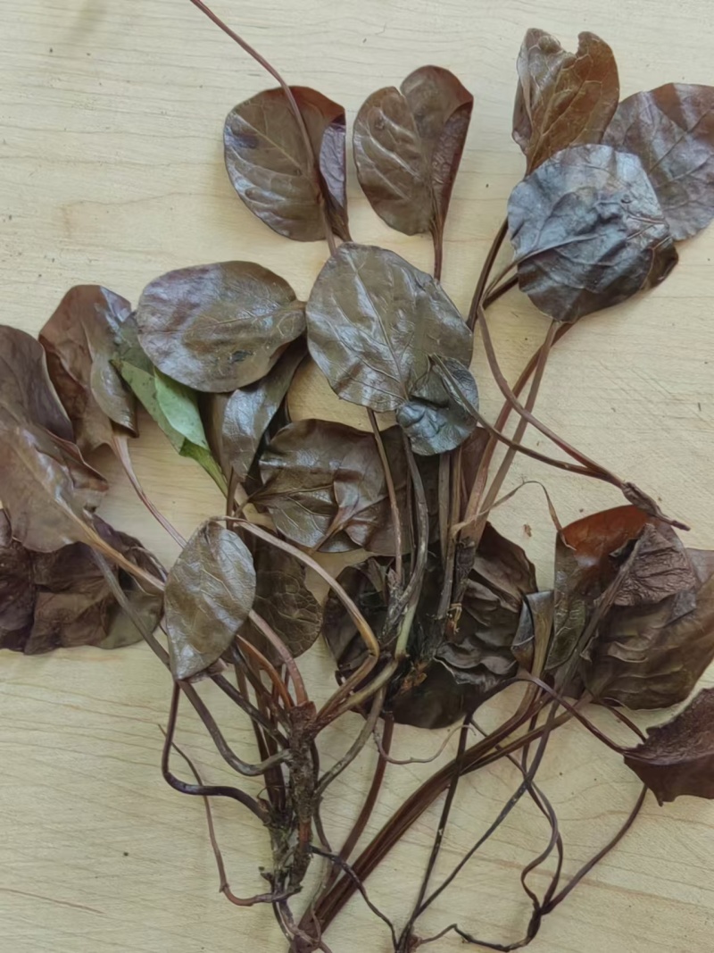 鹿蹄草大货专营现货直销统货毛草净草规格齐全