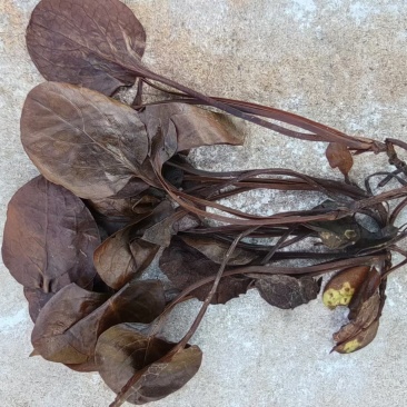 鹿蹄草大货专营现货直销统货毛草净草规格齐全