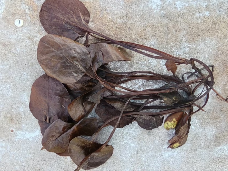 鹿蹄草大货专营现货直销统货毛草净草规格齐全