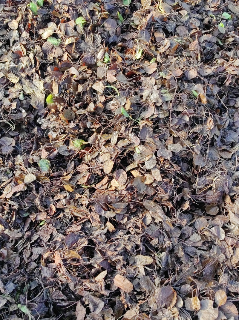 鹿蹄草大货专营现货直销统货毛草净草规格齐全