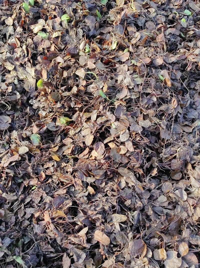 鹿蹄草大货专营现货直销统货毛草净草规格齐全