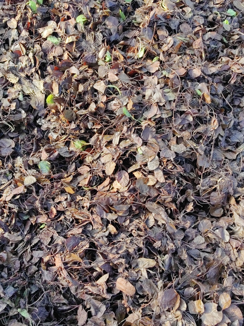 鹿蹄草大货专营现货直销统货毛草净草规格齐全