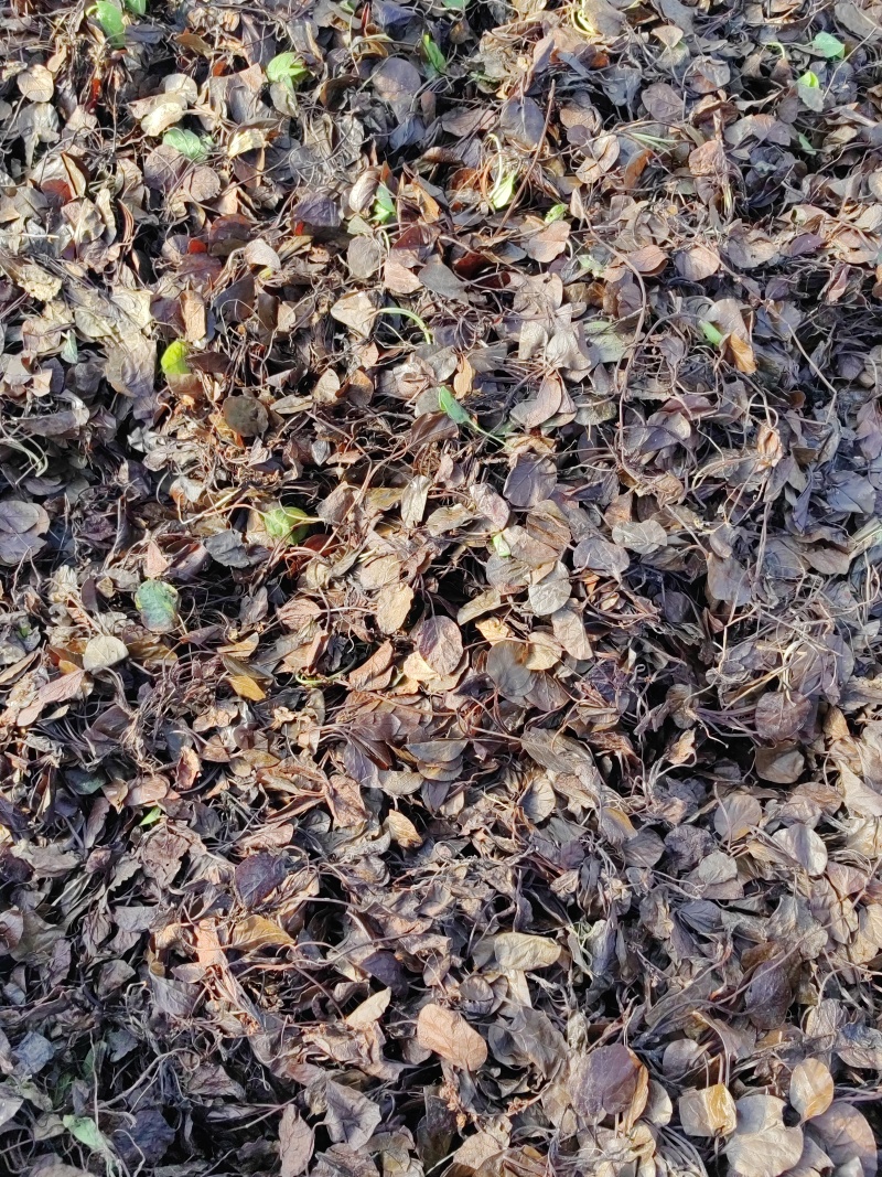 鹿蹄草大货专营现货直销统货毛草净草规格齐全