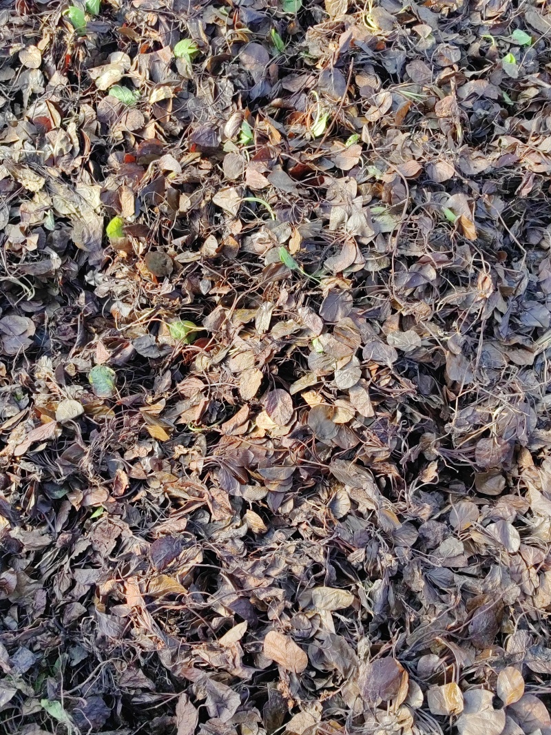 鹿蹄草大货专营现货直销统货毛草净草规格齐全