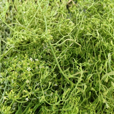 百蕊草大货专营现货直销统货分拣***********