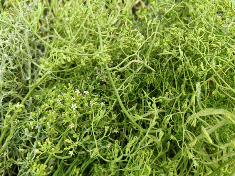 百蕊草大货专营现货直销统货分拣***********