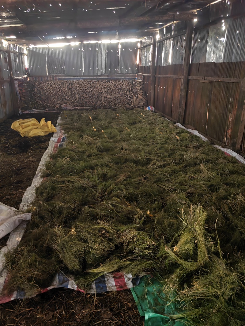 百蕊草大货专营现货直销统货分拣***********