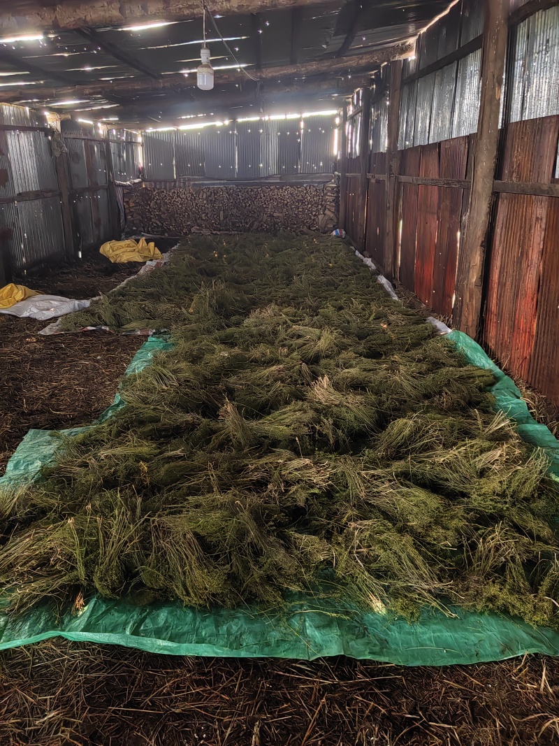 百蕊草大货专营现货直销统货分拣***********