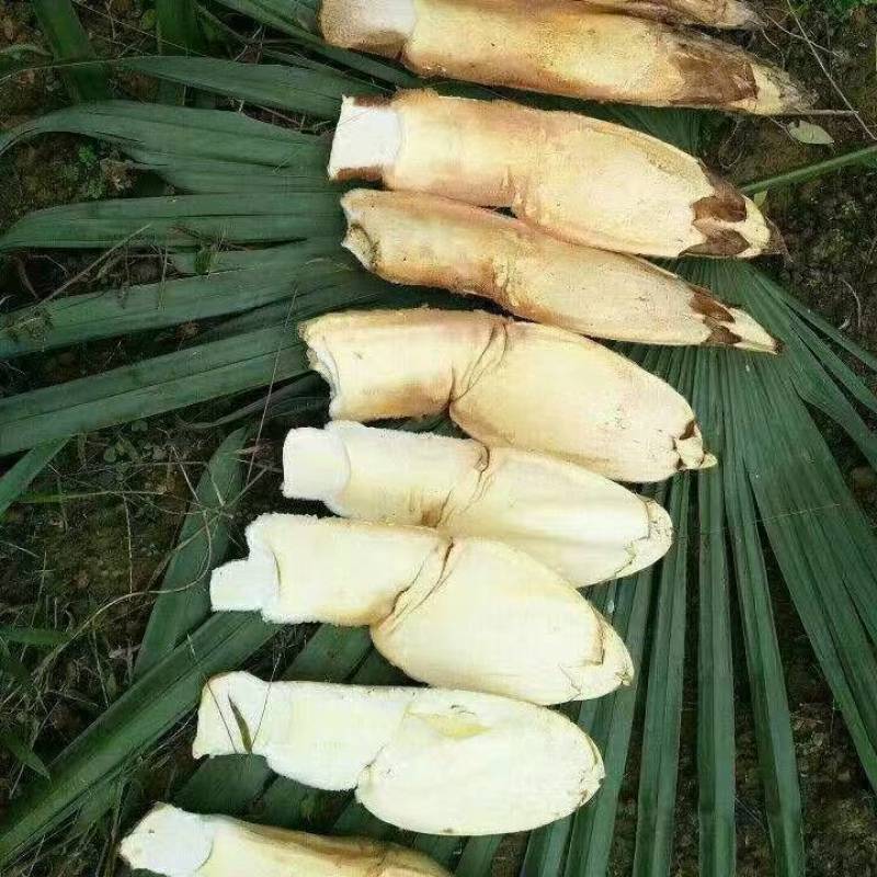棕包野生统货
