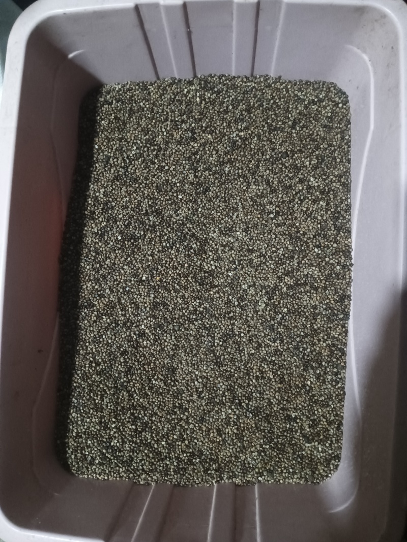 湖北道地药材两年生优质白心白蔹种子