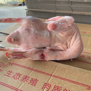 老鸭