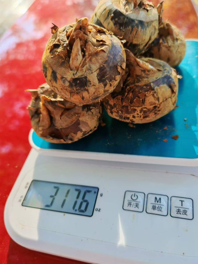 广西贺州马蹄，个大饱满，规格齐全，货源充足