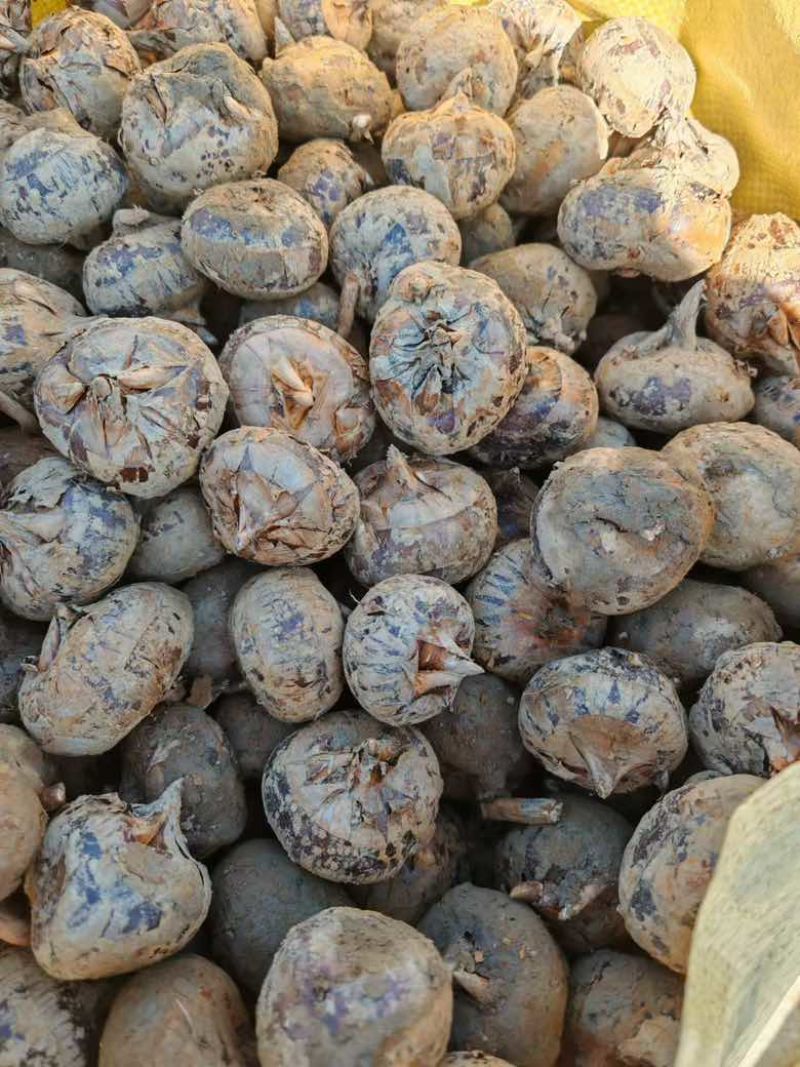 广西贺州马蹄，个大饱满，规格齐全，货源充足
