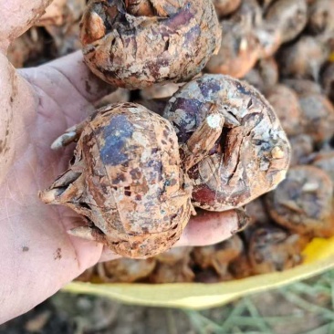广西贺州马蹄，个大饱满，规格齐全，货源充足