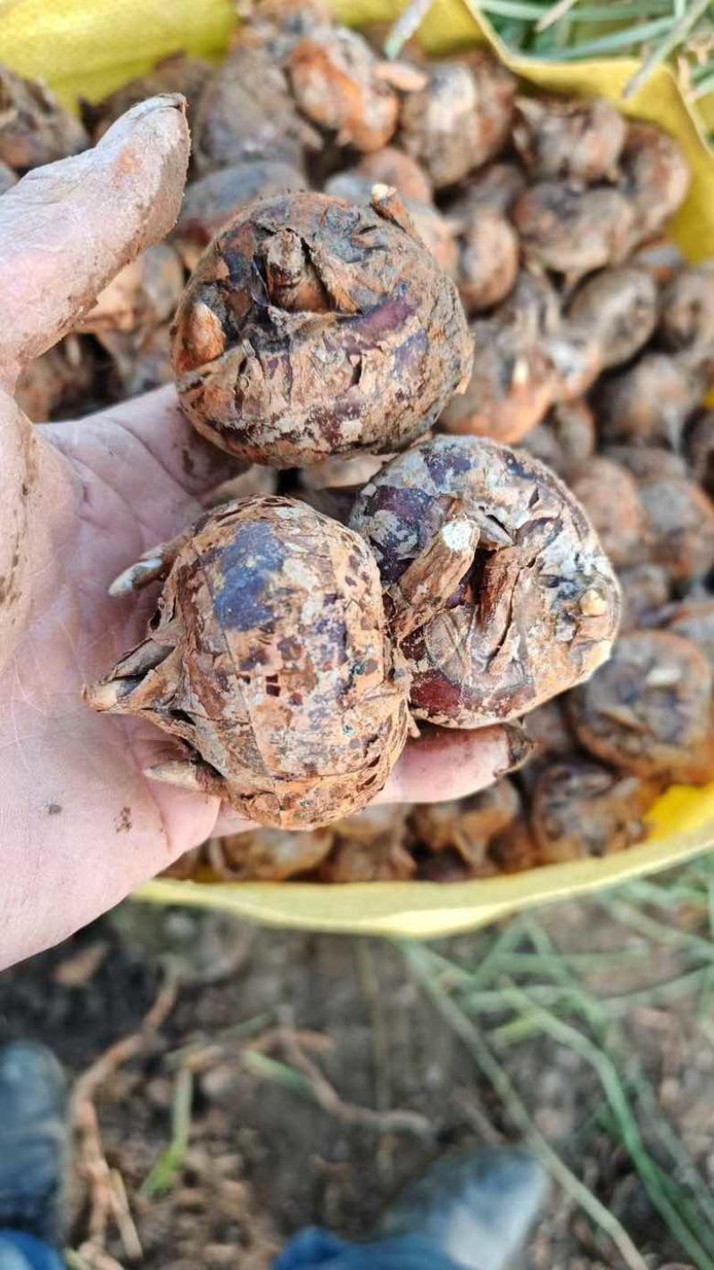 广西贺州马蹄，个大饱满，规格齐全，货源充足