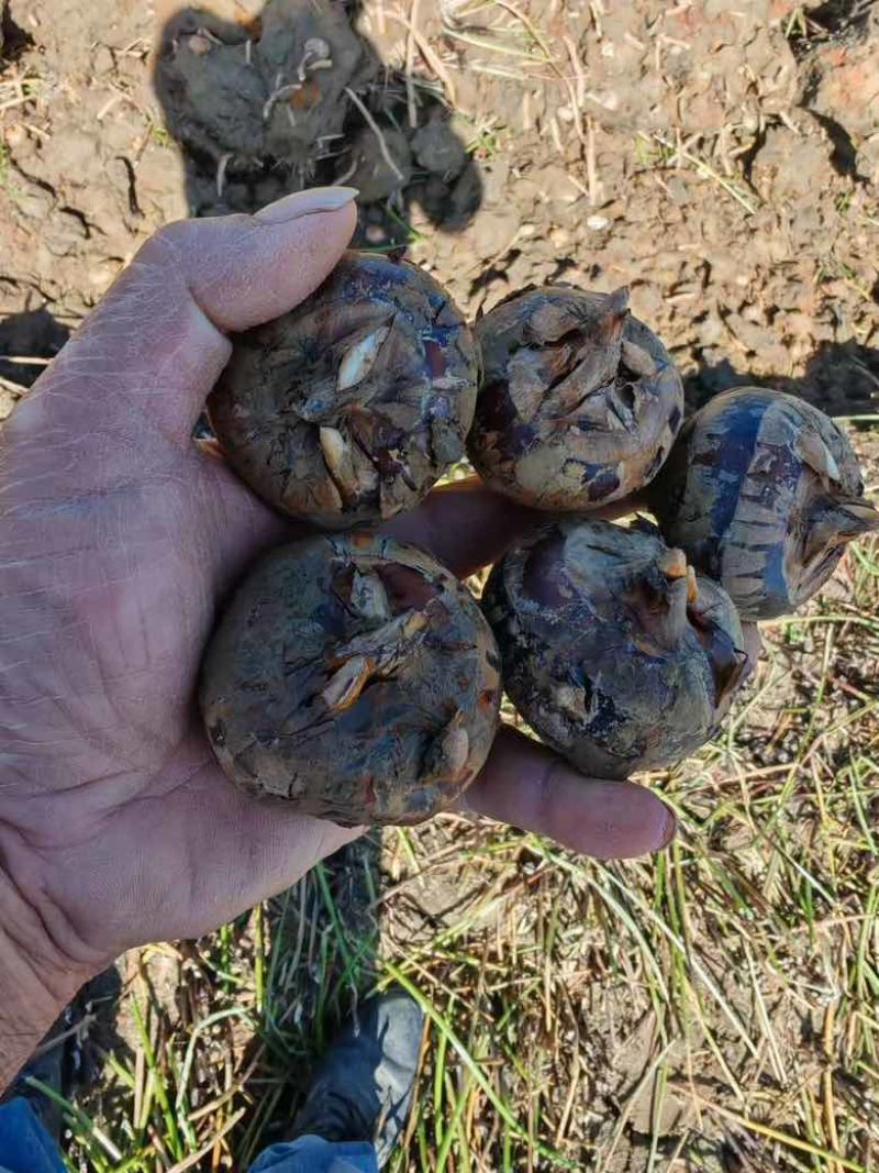 广西贺州马蹄，个大饱满，规格齐全，货源充足